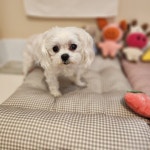 멍그니엘 애견호텔 서울강동점