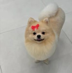 하이 털찌니들