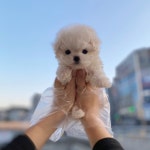 대전 강아지분양 고양이분양 퍼피댕 안심분양소 대전본점