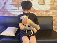 펫퍼스트24시 서울송파점 강아지고양이분양말티푸말티즈푸들