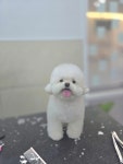 우쭈쭈플렉스 애견미용