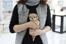 펫퍼스트24시 서울송파점 강아지고양이분양말티푸말티즈푸들