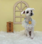 까끄숑 애견 미용실