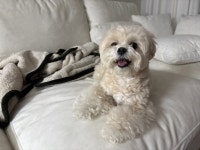 보스애견호텔&유치원