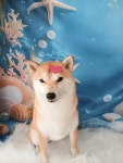 이쁜댕