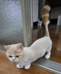 냥이댕이