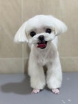그루밍솔 석관점