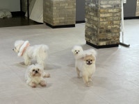 보스애견호텔&유치원