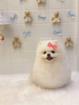 아몽
