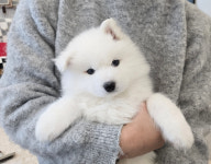 가온펫 안심분양센터