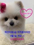 국비지원이지애견미용학원