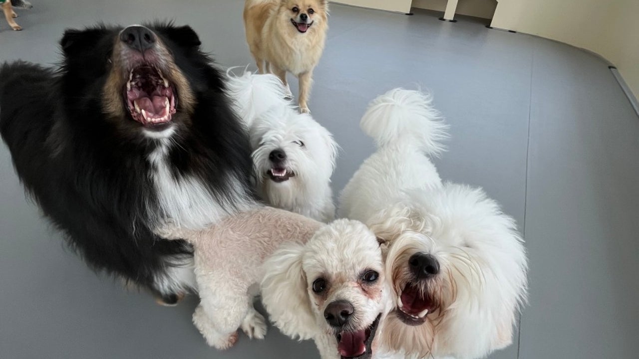 댕동산 애견카페 애견호텔 애견유치원