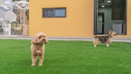 태안 알로하오에 애견풀빌라