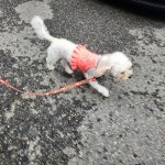 멍그니엘 애견호텔 서울강동점