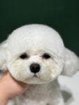 댕모먼트