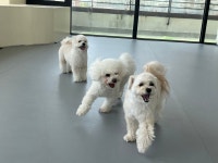 댕동산 애견카페 애견호텔 애견유치원