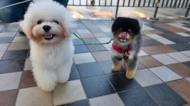 러닝독스테이 애견유치원 애견호텔