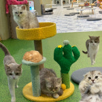 고양이카페 피피피 펫스테이션점