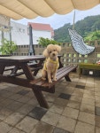 영운36카페