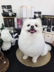 수수하개