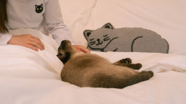 네코스테이고양이마을