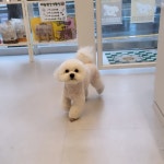 댕댕몽띠끄