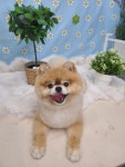 댕댕몽띠끄