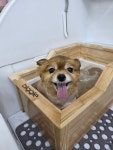 수수하개