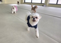 다녀올개