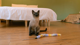 네코스테이고양이마을