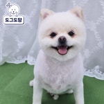 도그도담