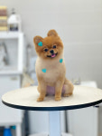 몽시어