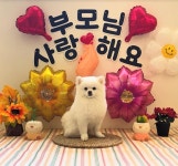 엉클독 애견유치원