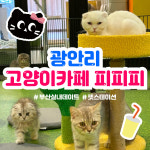 고양이카페 피피피 펫스테이션점
