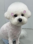 댕스얼랏