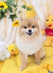 나리펫살롱