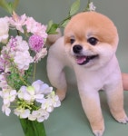몽까듀