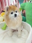 멍컷