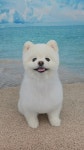 펫아지트