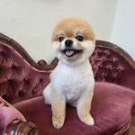 몽까듀