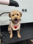 복이네애견미용