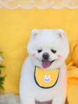 나리펫살롱