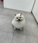 멍멍하개