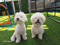 로젯펫트레이닝센터