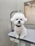 아이독