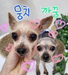 늘 사랑스럽개 마산점