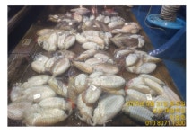 세븐피싱 뉴세븐호