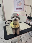 봄이네 펫살롱