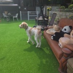 공항 가까운 전원주택 펫시터