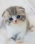 가나펫